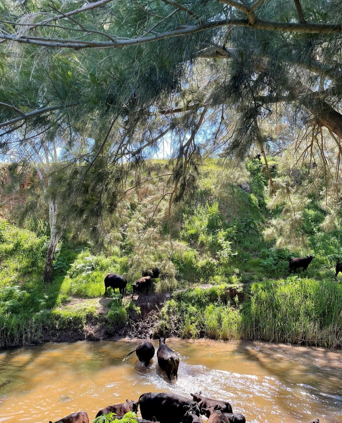 cows-on-creek.jpg