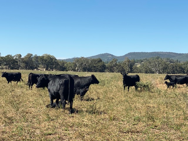 Cows-and-calves.jpg